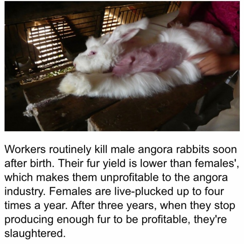PLZ BUY PRE-OWNED FUR PRODUCTS
‼️NOT FOR SALE‼️ - Picture 2 of 13
